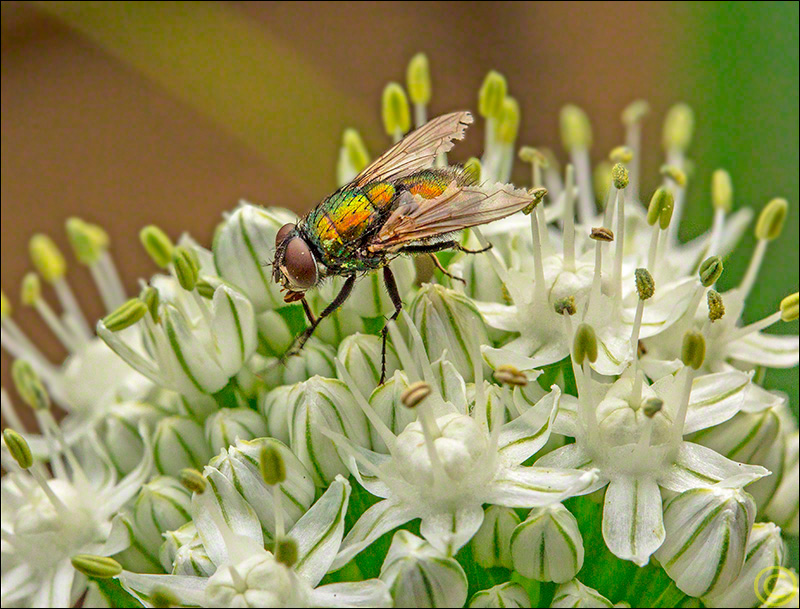 Fly on Onion Blossom